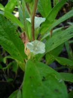 Ipomoea leucanthemumfl-t.JPG